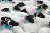Herd of Mayo Blackface sheep, Connemara, County Galway, Ireland.