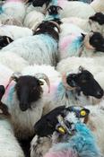 Herd of Mayo Blackface sheep, Connemara, County Galway, Ireland.