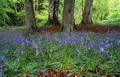 Bluebells and beech trees in Ness Wood Country Park, Co Derry, Northern Ireland.