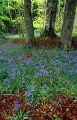 Bluebells and beech trees in Ness Wood Country Park, Co Derry, Northern Ireland.