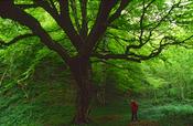 Person beneath a beech tree, Ness Wood Country Park, Co Derry, Northern Ireland. image