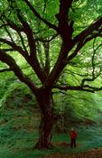 Person beneath a beech tree, Ness Wood Country Park, Co Derry, Northern Ireland. image