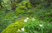 Wood anemone and bluebells, Ness Wood, Co Derry, Northern Ireland.
