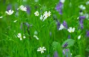 Starwort mouse-ear and bluebells, Ness Wood, Co derry, Northern Ireland.