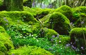 Wood anemone and bluebells, Ness Wood, Co Derry, Northern Ireland. image