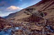 Twisted tree in Glenveagh National Park, Co Donegal, Ireland.