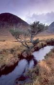 Twisted tree and stream in the Poisoned Glen, Co Donegal, Ireland.