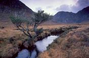 Twisted tree and stream in the Poisoned Glen, Co Donegal, Ireland.