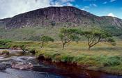 Trees beside the Owneveagh River, Glenveagh National Park, Co Donegal, Ireland. image