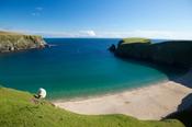 Sheep grazing above the sandy cove of Traban, Malin Beg, County Donegal, Ireland.