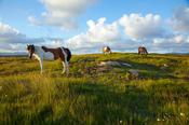 Ponies grazing in a meadow, County Donegal, Ireland.
