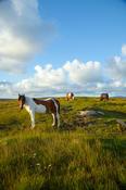 Ponies grazing in a meadow, County Donegal, Ireland. image