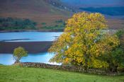 Autumn tree on the shore of Dunlewy Lough, County Donegal, Ireland.