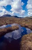 Bog pool near Errigal Mountain, Co Donegal, Ireland.