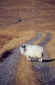 Sheep and bog road, Co Donegal, Ireland.