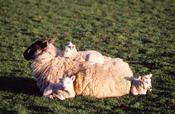 Sheep and spring lambs, Co Donegal, Ireland.