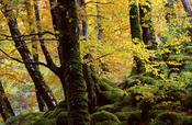 Autumn beech wood, Mullangore, Glenveagh National Park, Co Donegal, Ireland. image