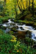 Beech wood and stream, Mullangore, Glenveagh National Park, Co Donegal, Ireland. image