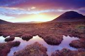 Evening bog pool beneath Errigal Mountain, Co Donegal, Ireland.