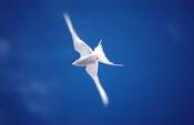 Arctic Tern in flight, Co Donegal, Ireland.