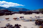 Cows crossing the beach at Rosbeg, Co Donegal, Ireland.