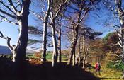 Walker on the edge of Tollymore Forest Park, Mourne Mountains, Co Down, Northern Ireland.