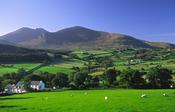 Rural farm beneath the Mourne Mountains, Co Down, Northern Ireland. image