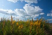 Bog Asphodel (Narthecium ossifragum), Mourne Mountains, Co Down, Northern Ireland.