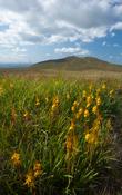 Bog Asphodel (Narthecium ossifragum), Mourne Mountains, Co Down, Northern Ireland.