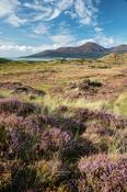 Heather and Mourne Mountains from Murlough Nature Reserve, County Down, Northern Ireland.