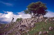 Walker on the Cuilcagh Way near Marble Arch, Co Fermanagh, Northern Ireland.