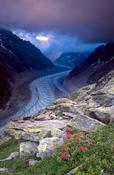 Alpenrose above the Mer de Glace, Chamonix Valley, French Alps, France.