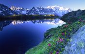Alpine Rhododendron and the Mont Blanc massif reflected in Lac des Cheserys, French Alps, France.