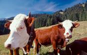 Tarentaise cows (used to make Beaufort cheese), French Alps, France.