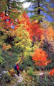 Walker beneath autumn trees, Chamonix Valley, French Alps, France. image