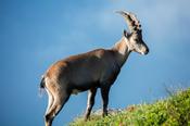 Male ibex, Chamonix Valley, French Alps, France.
