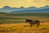 Icelandic horse in a field near Hella, Sudhurland, Iceland.