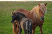 Icelandic horse and foal in a field near Hella, Sudhurland, Iceland.