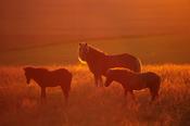 Icelandic horses in an evening field near Hella, Sudhurland, Iceland. image