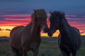 Pair of Icelandic horses at sunset. Hella, Sudhurland, Iceland.