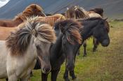 Herd of young Icelandic horses near Hofn, south east Iceland.