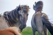 Blue eyed Icelandic horse, Nordhurland Vestra, Iceland.