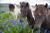 Icelandic horses in a meadow of Blue Alaskan lupins, Varmahlid, Skagafordur, Nordhurland Vestra, Iceland.
