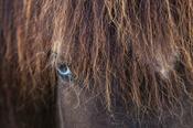 Blue eyed Icelandic horse, Varmahlid, Skagafordur, Nordhurland Vestra, Iceland.
