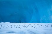 Arctic terns resting on an iceberg in Jokulsarlon glacial lagoon, Sudhurland, Iceland. image