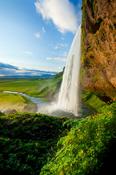 Buttercups beside 60m-high Seljalandsfoss waterfall, Sudhurland, Iceland.