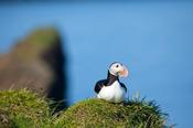 Puffin on Heimaey island, Westman Islands, Sudhurland, Iceland. image