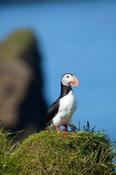 Puffin on Heimaey island, Westman Islands, Sudhurland, Iceland.
