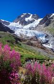 Glacier de la Lee Blanche and Aiguille de Tre la Tete, Val Veni, Italian Alps, Italy. image