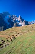 Cow herd beneath the south face of Mont Blanc, TMB, Italian Alps, Italy.